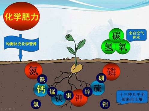 医用樱花草视频在线观看高清视频对作物缺素病的识别